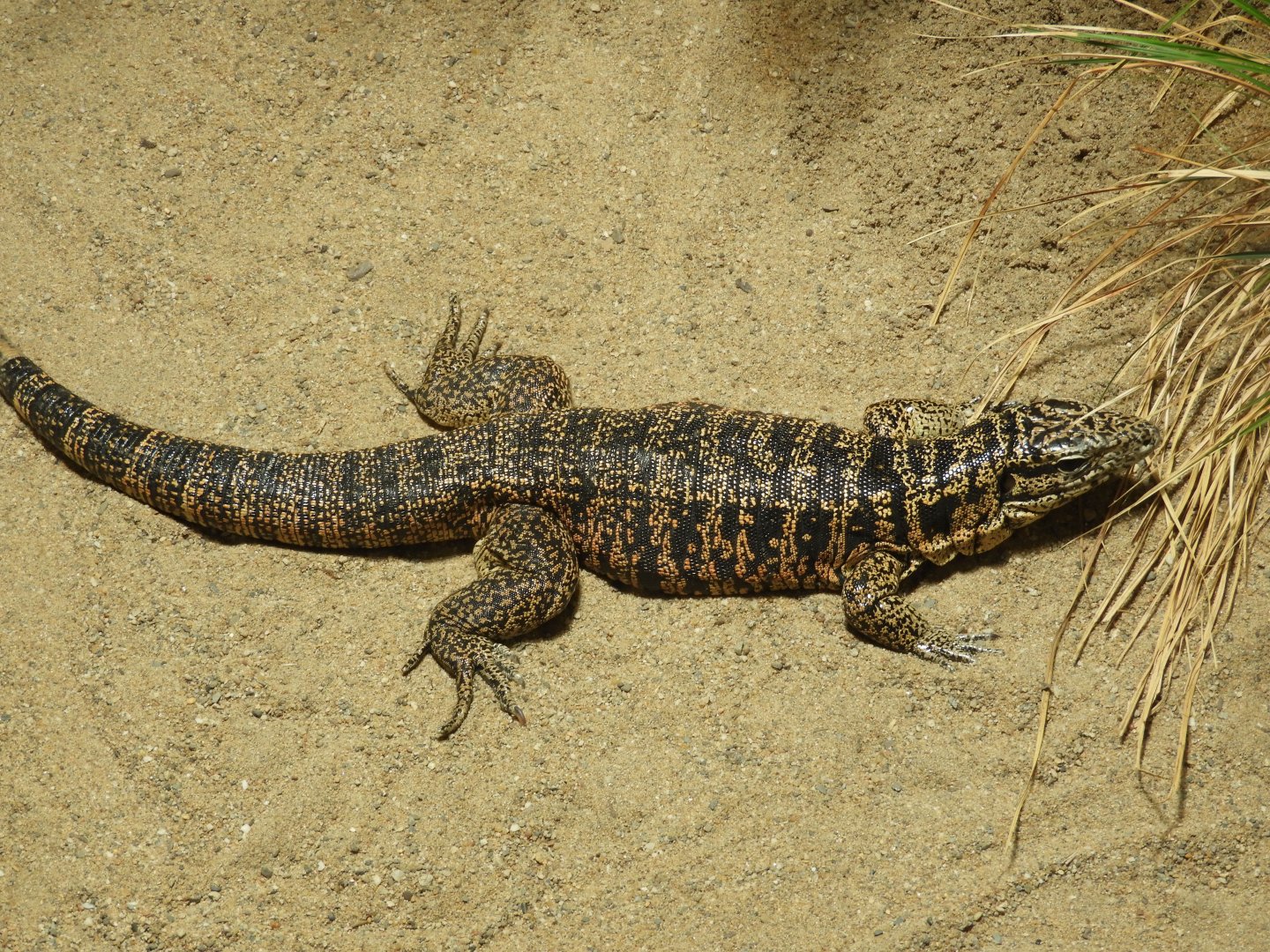 [2019] Cryptic golden tegu