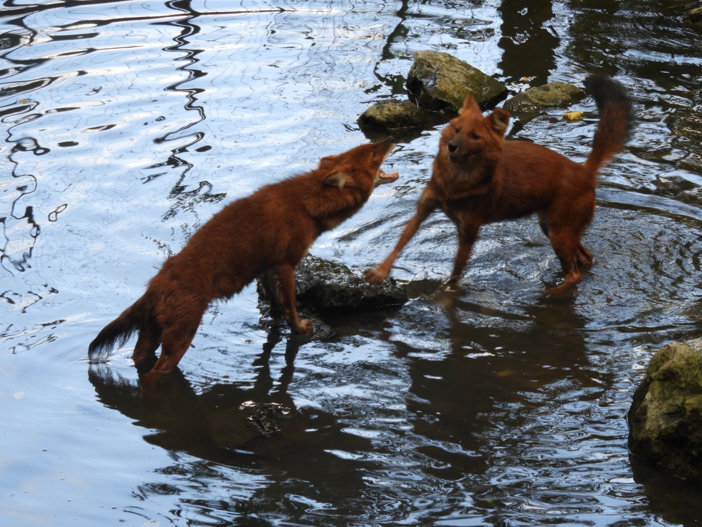 [2019] Dholes