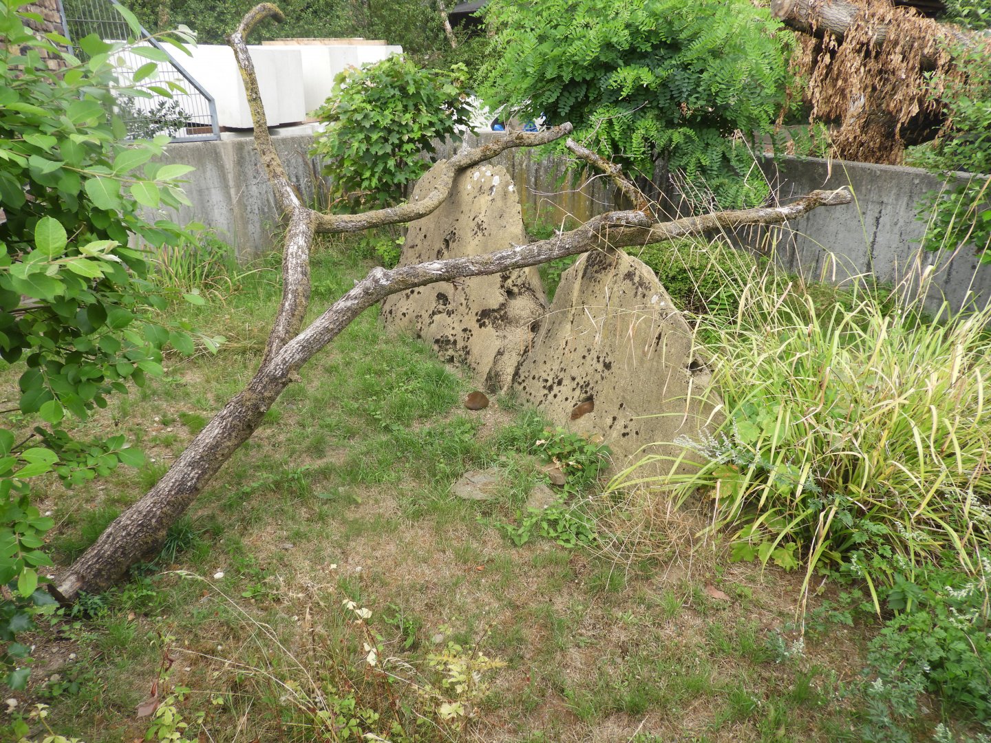 [2019] Dwarf mongoose enclosure