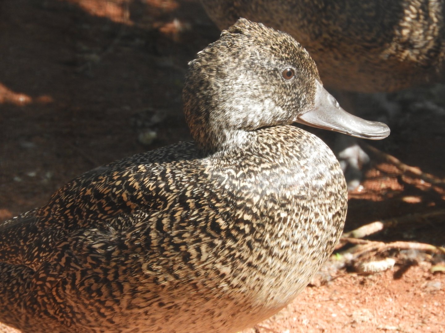 [2019] Freckled duck