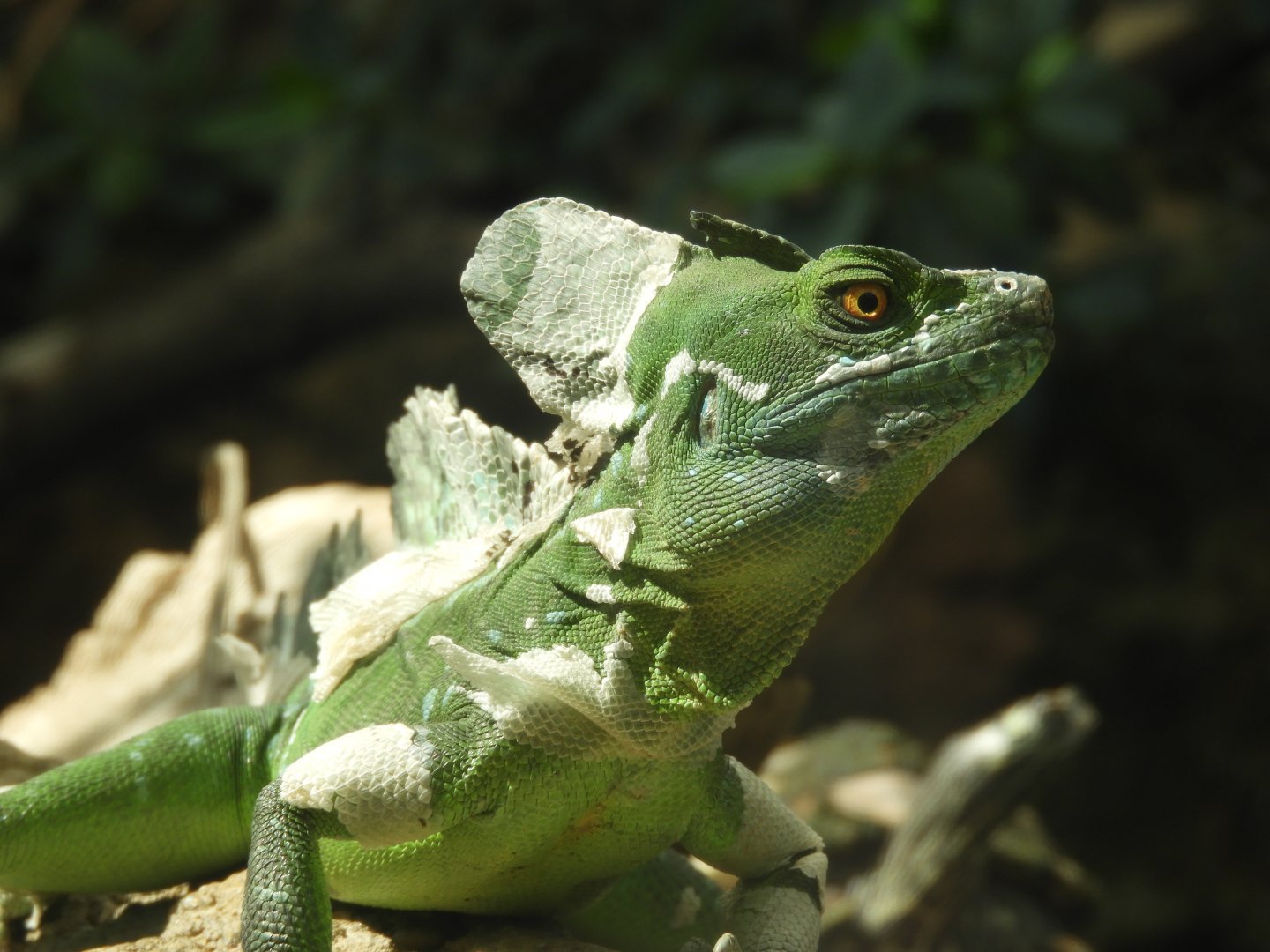 [2019] Green basilisk