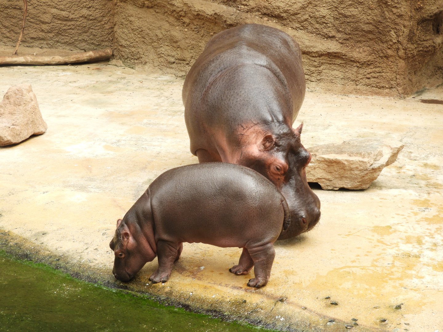 [2019] Hippos