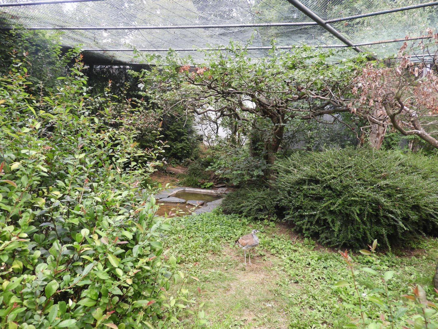 [2019] Inside walk-through aviary