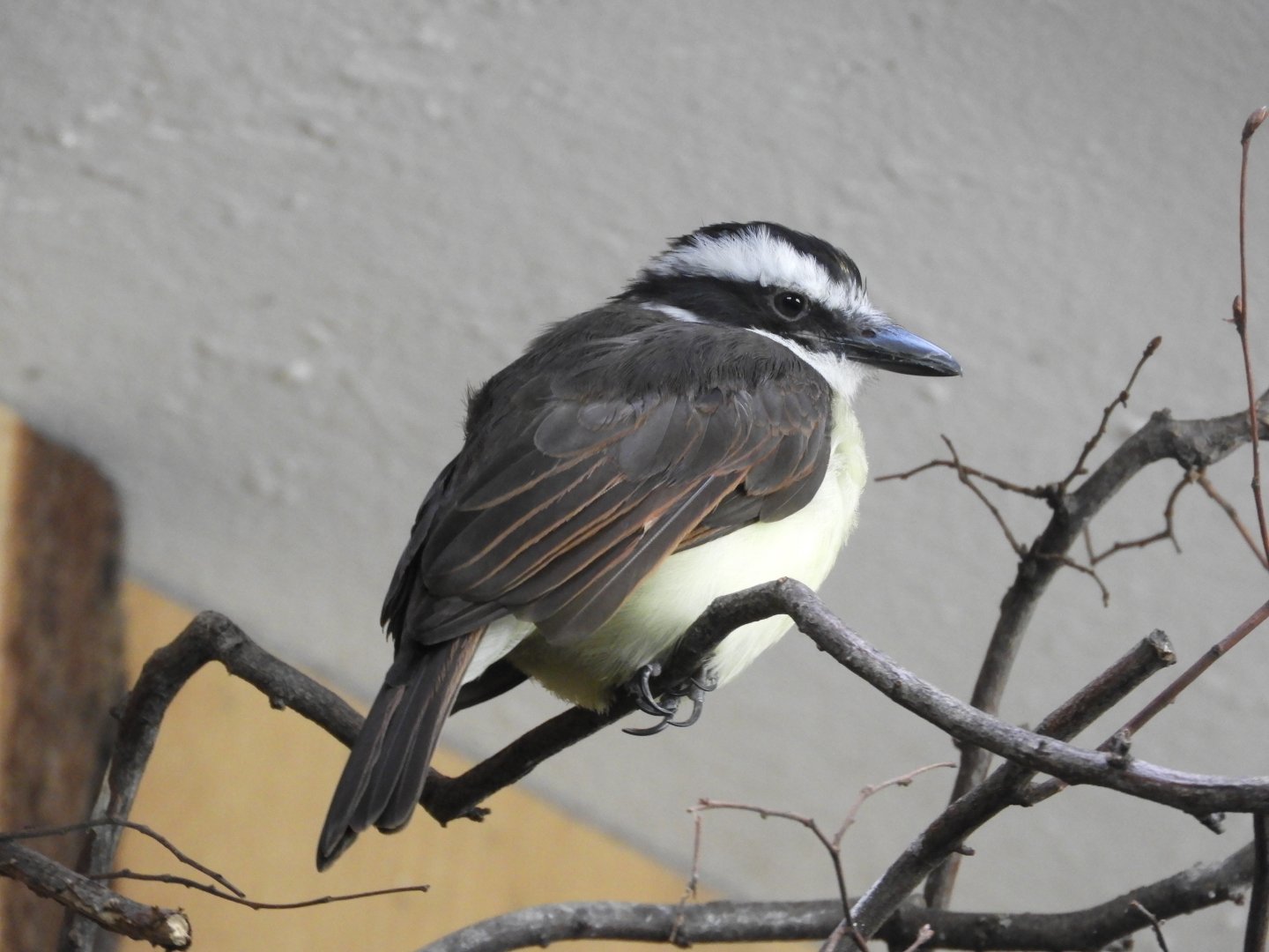 [2019] Kiskadee