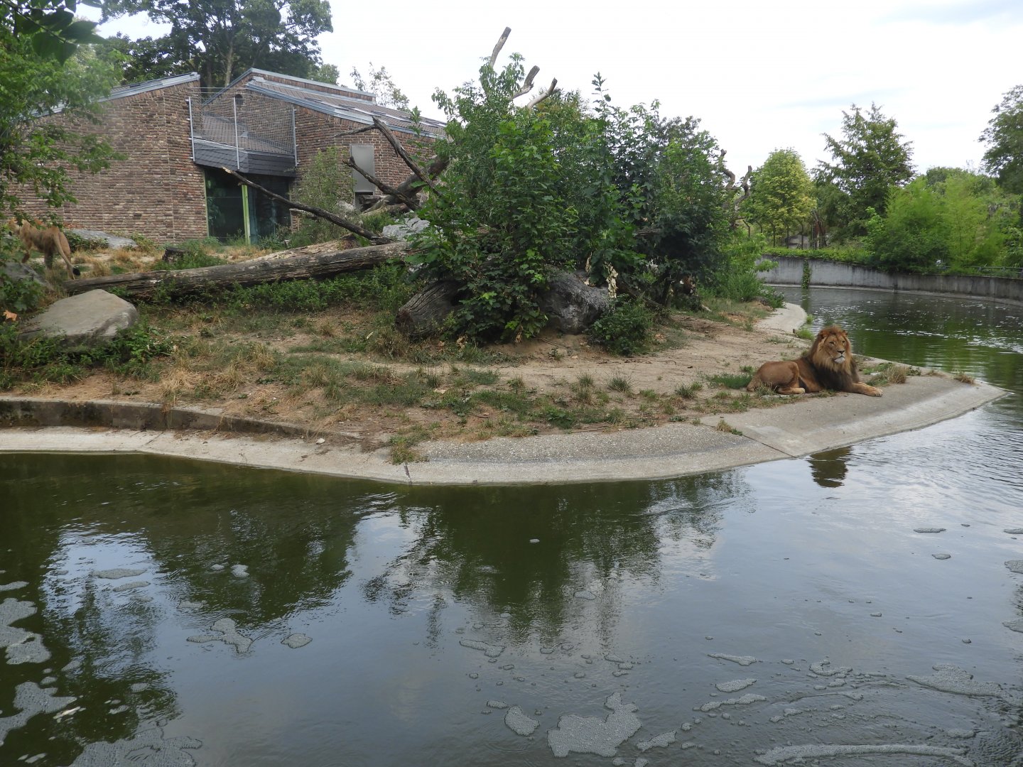 [2019] Lion enclosure