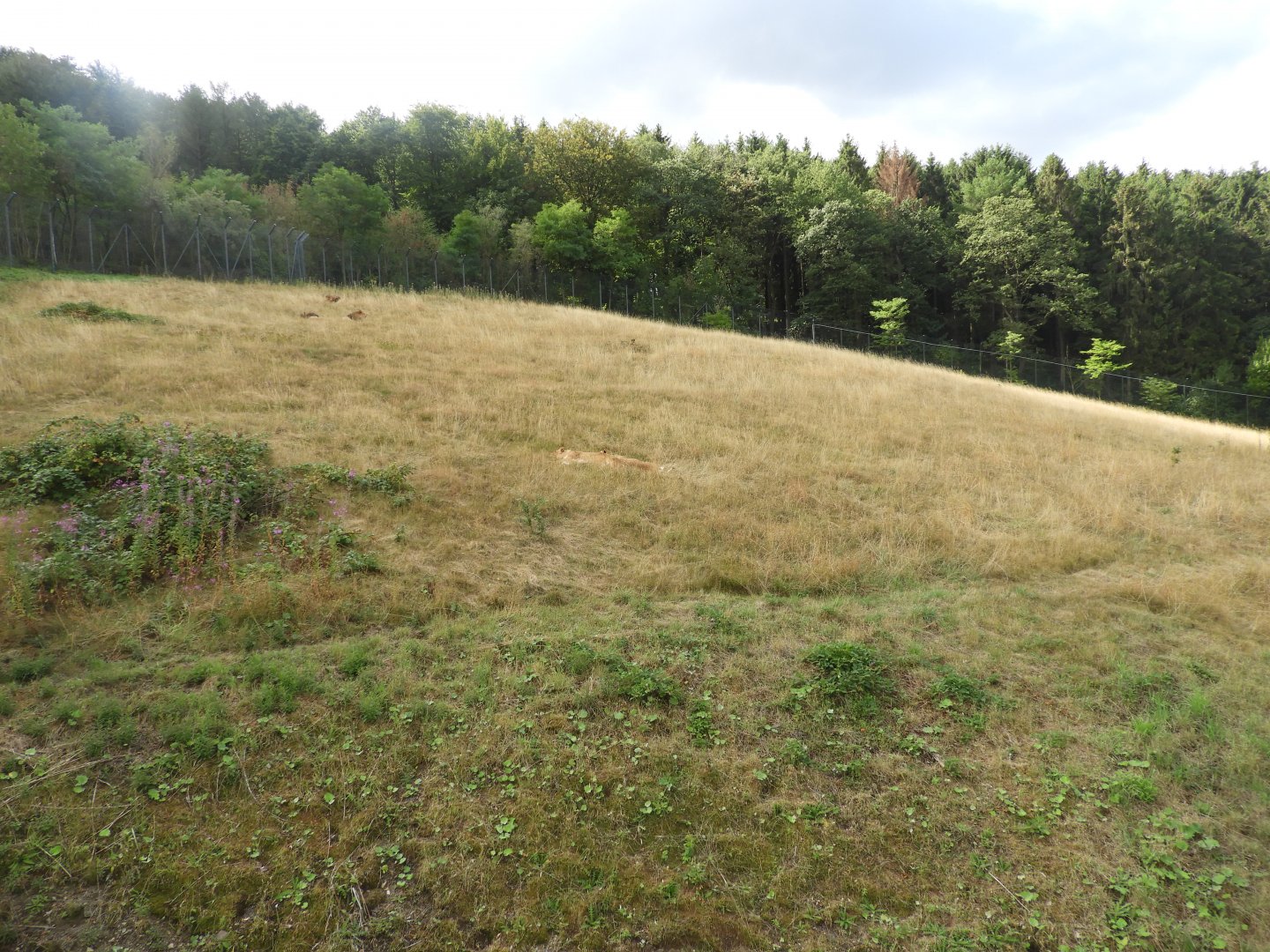 [2019] Lion enclosure