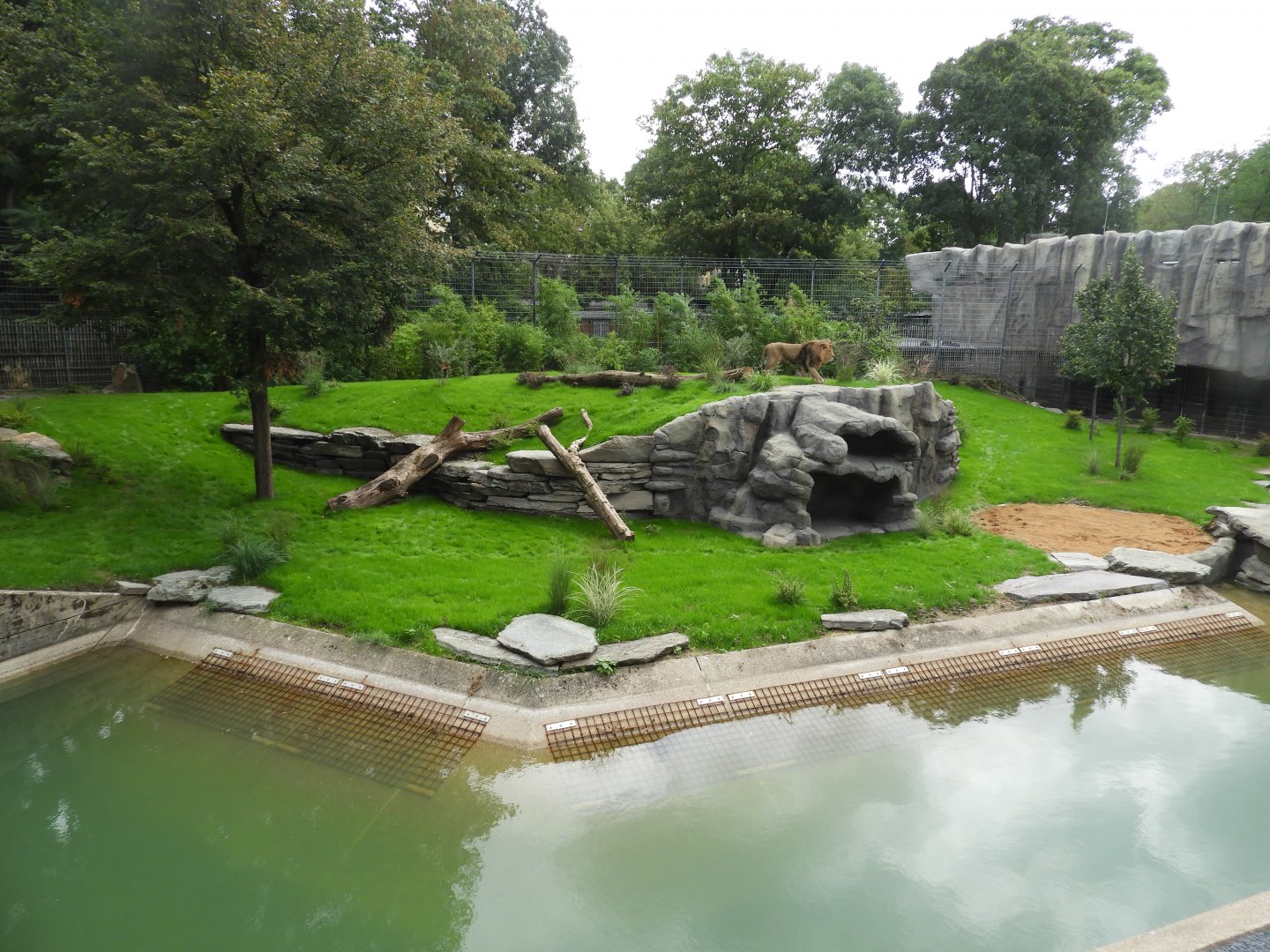 [2019] Lion enclosure