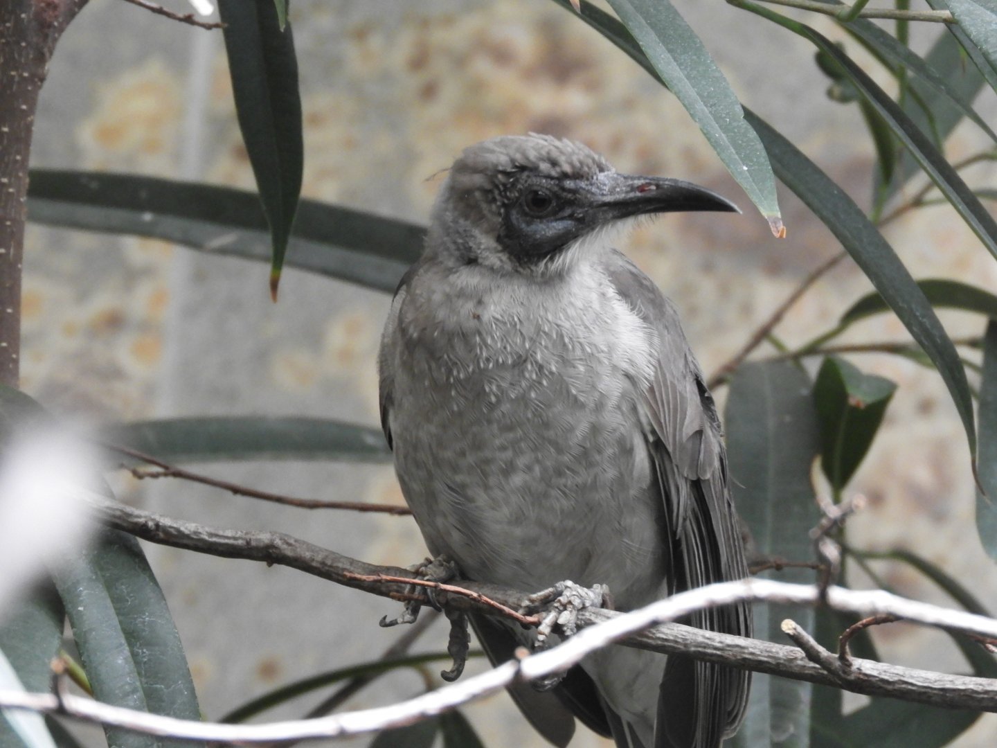 [2019] Little friarbird