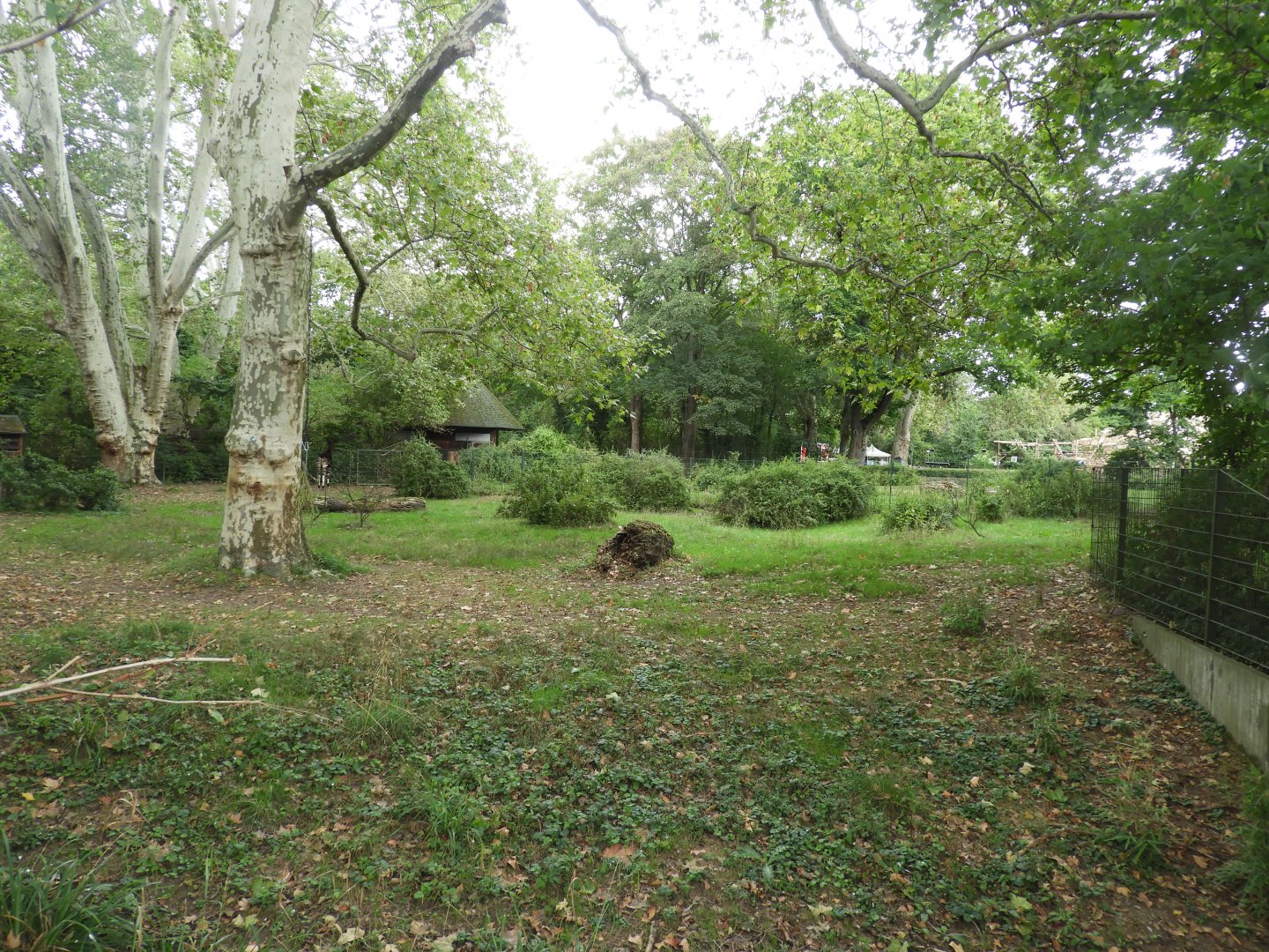 [2019] Okapi enclosure