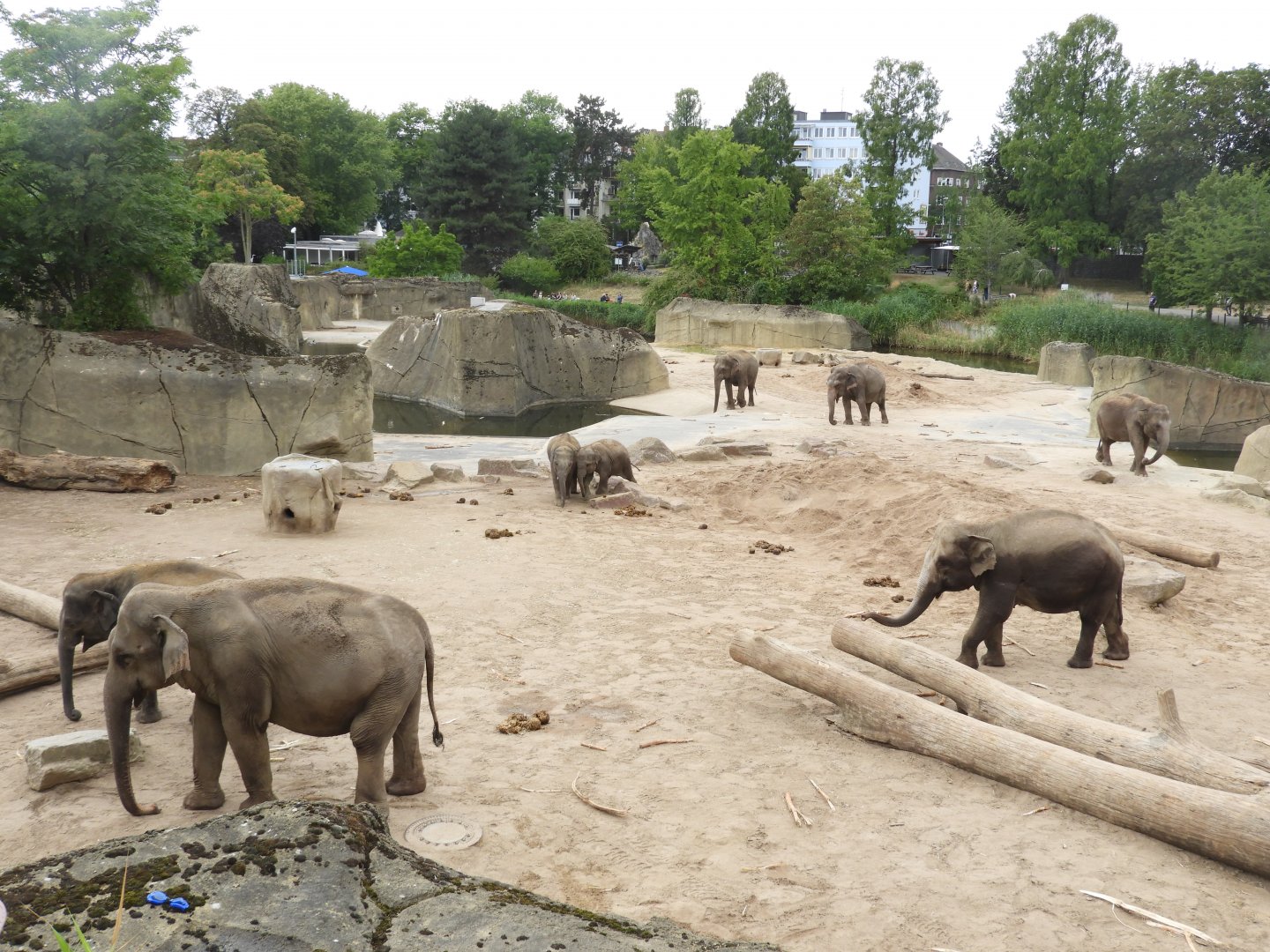 [2019] Part of elephant enclosure