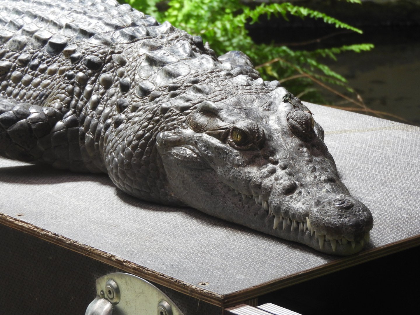 [2019] Philippine crocodile