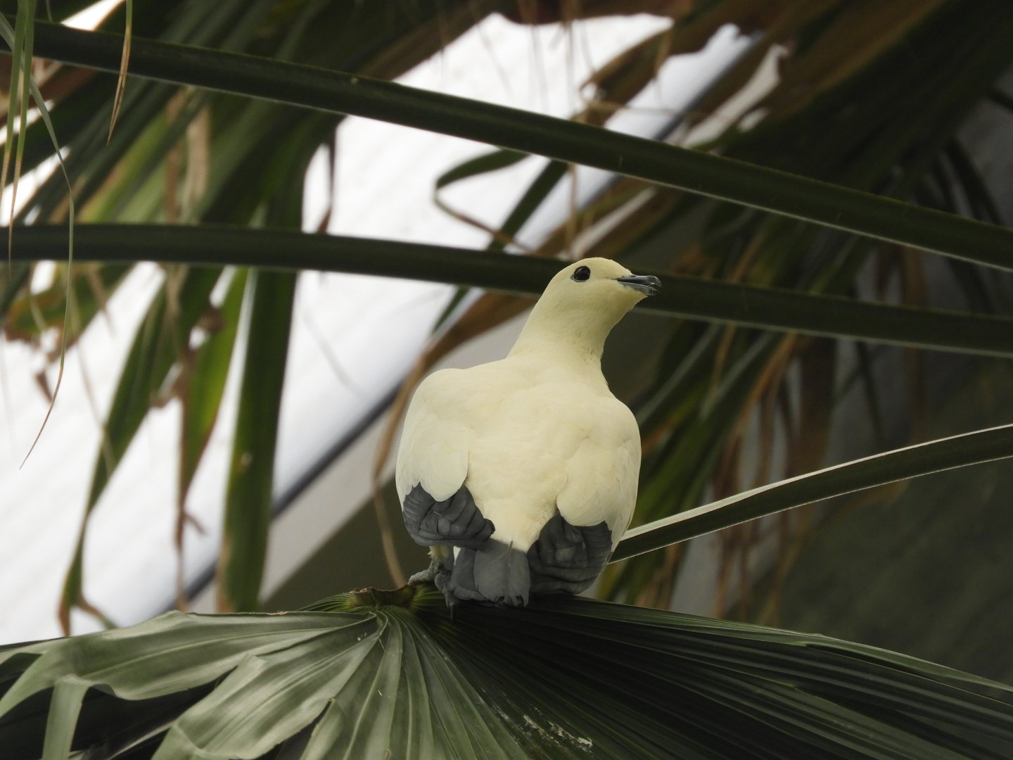 [2019] Pied imperial-pigeon