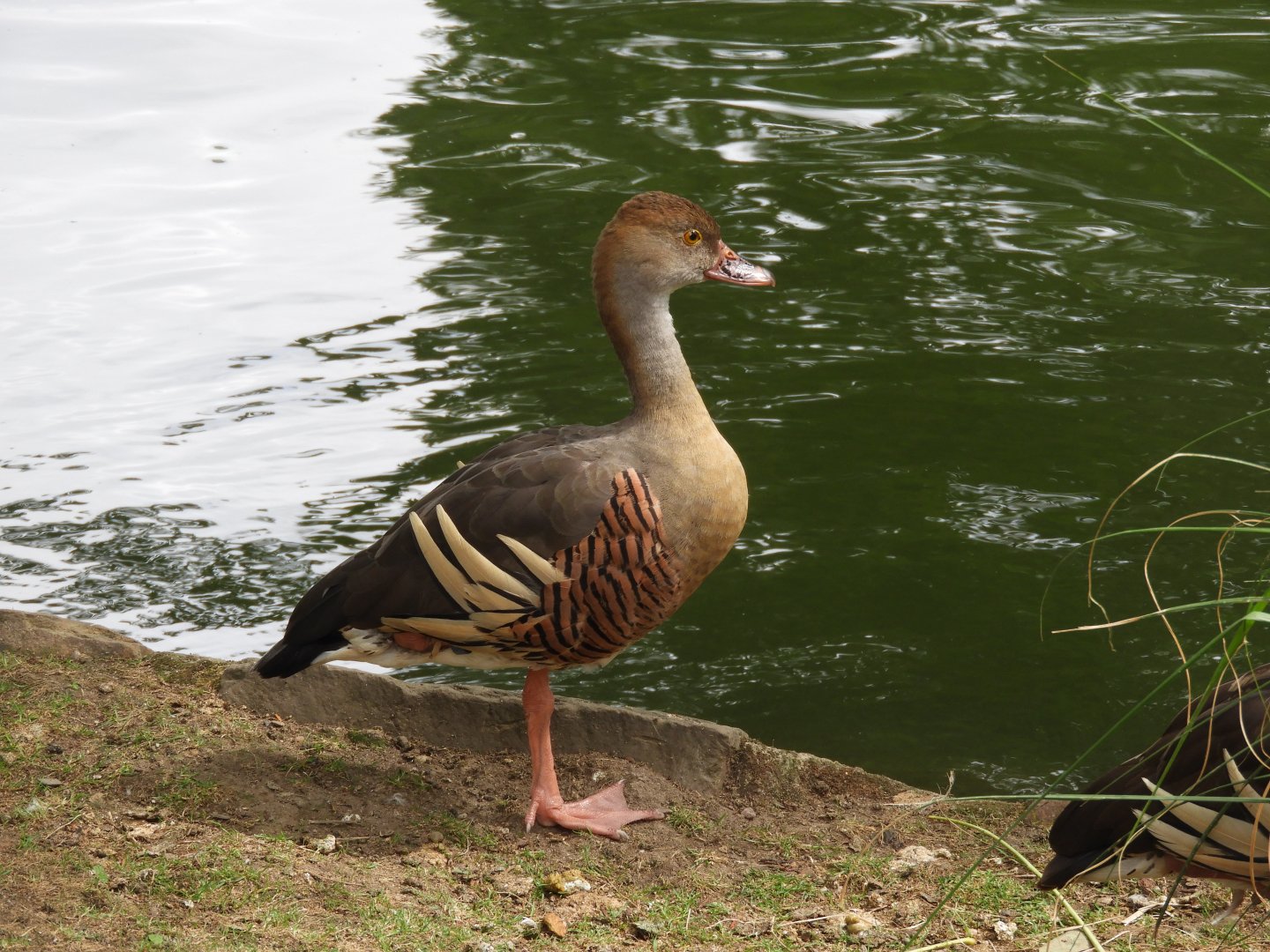 [2019] Plumed whistling duck
