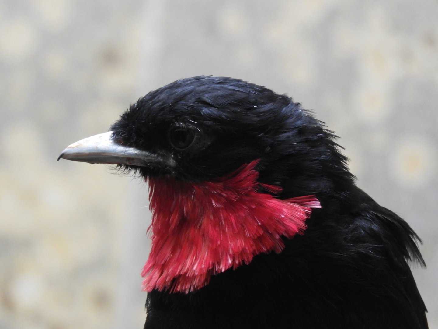 [2019] Red-breasted fruitcrow