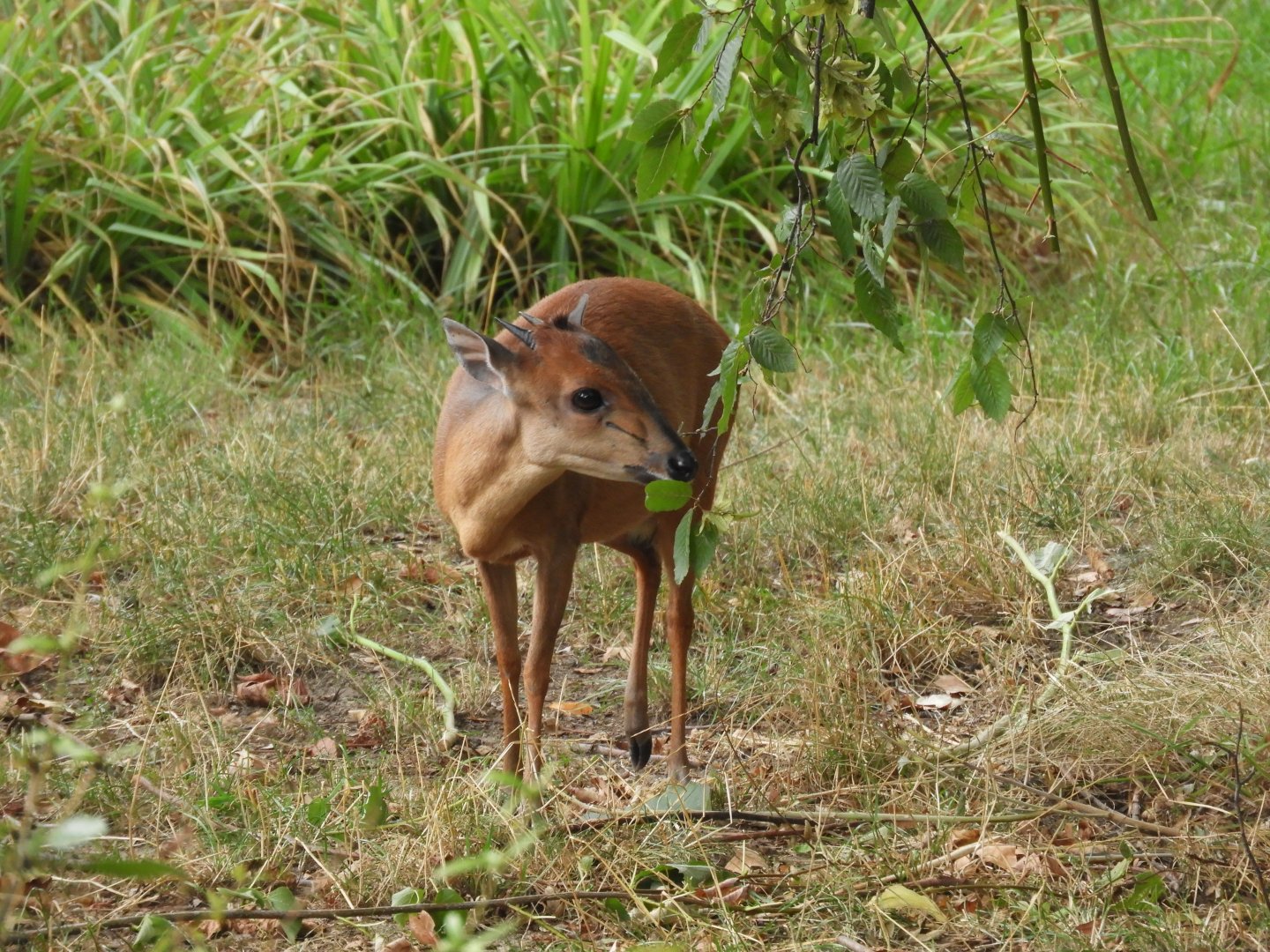 [2019] Red forest duiker