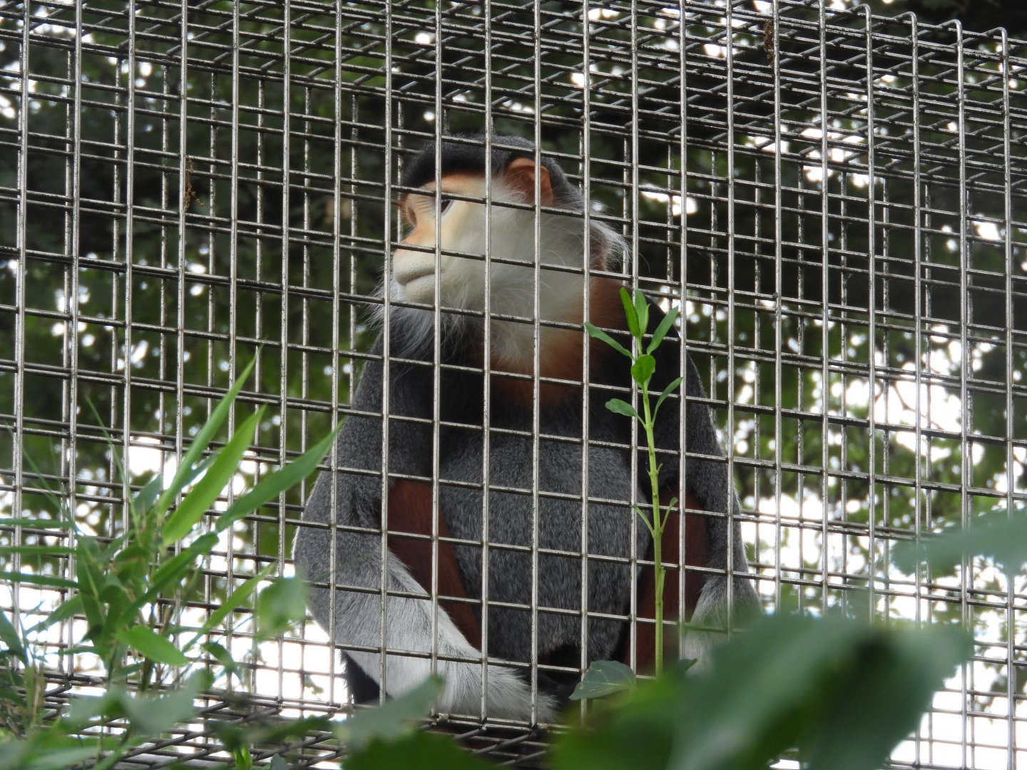 [2019] Red-shanked douc langur