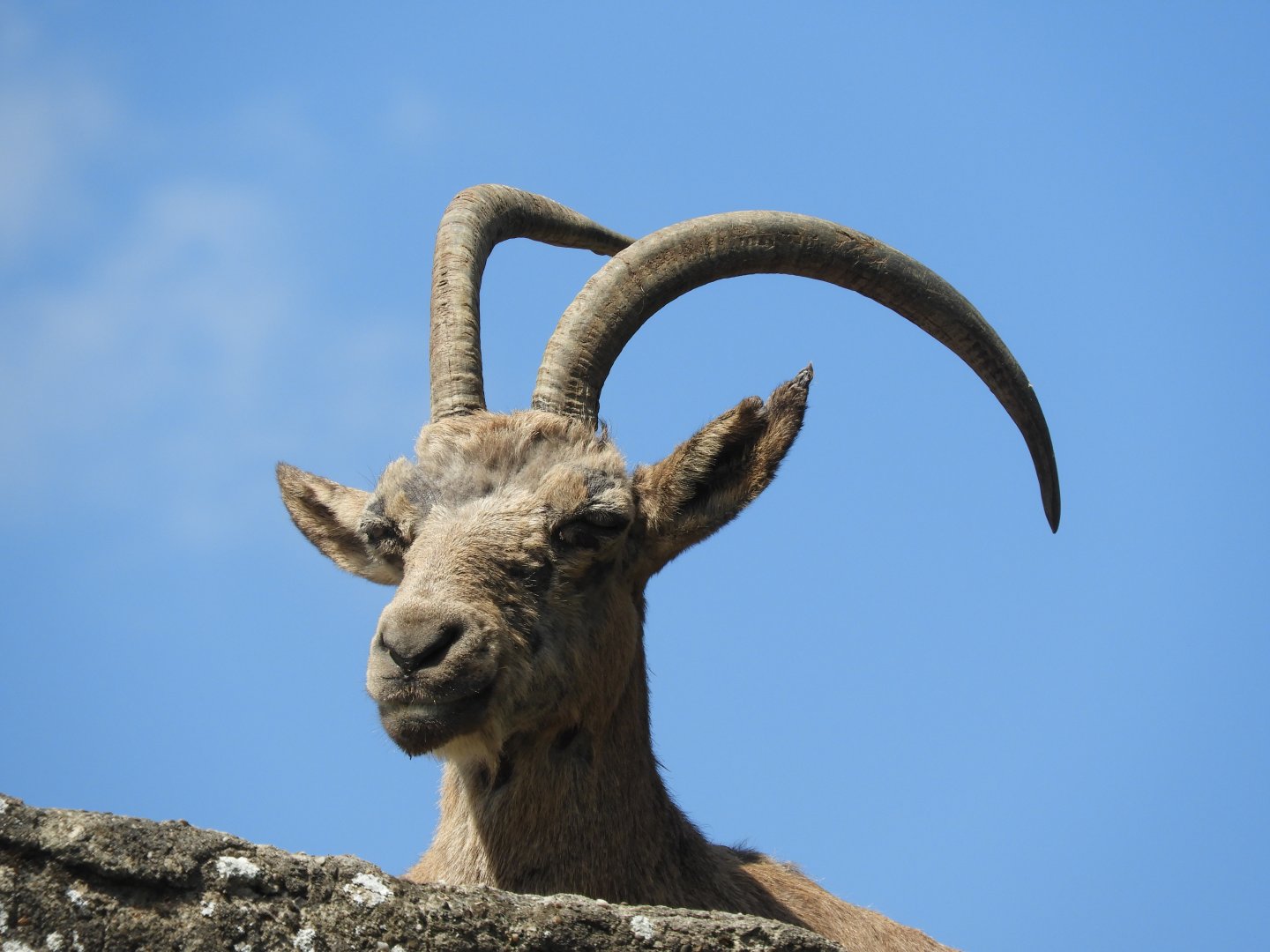 [2019] Siberian ibex