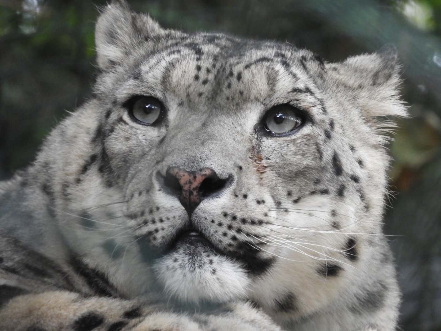 [2019] Snow leopard