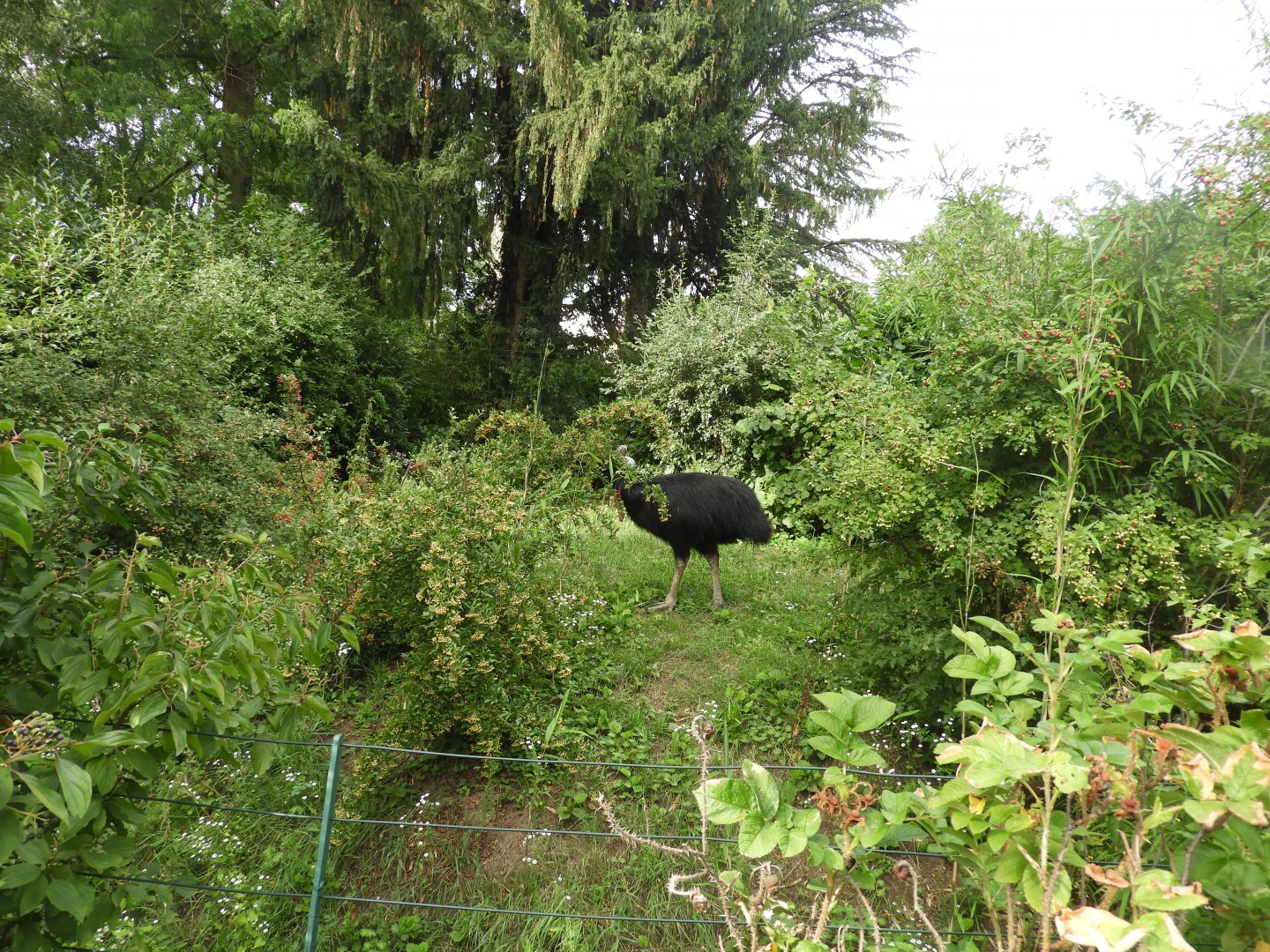 [2019] Southern cassowary enclosure