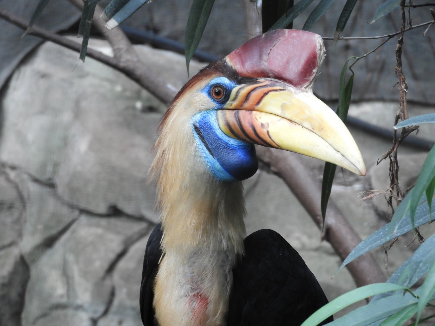 [2019] Sulawesi knobbed hornbill