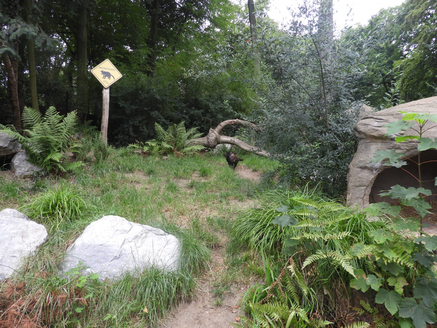 [2019] Tasmanian devil enclosure