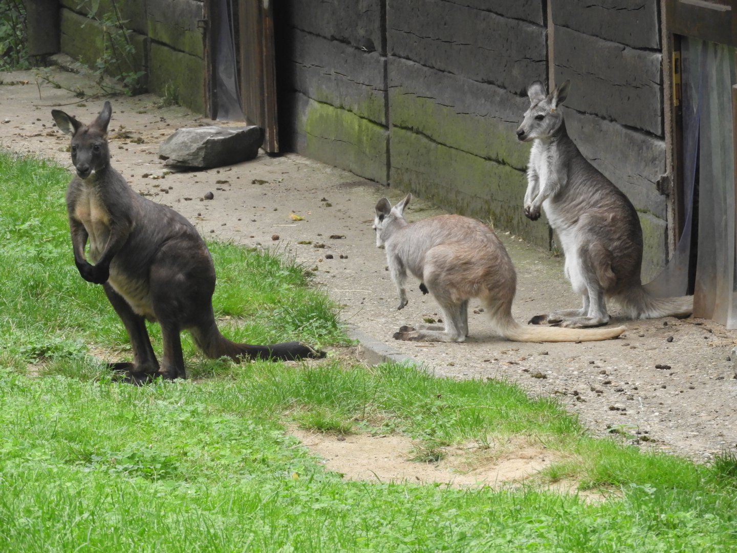 [2019] Wallaroo