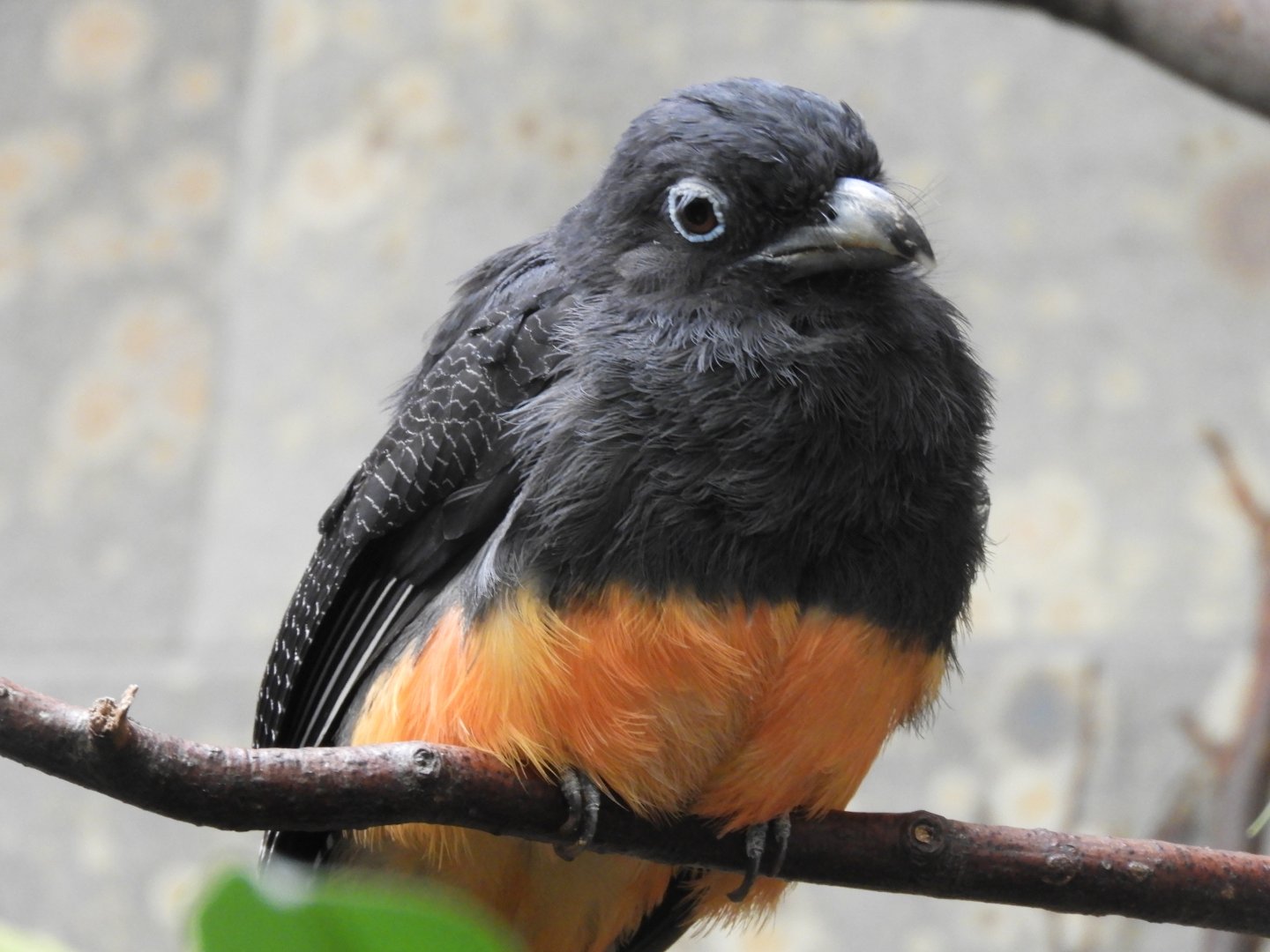 [2019] White-tailed trogon