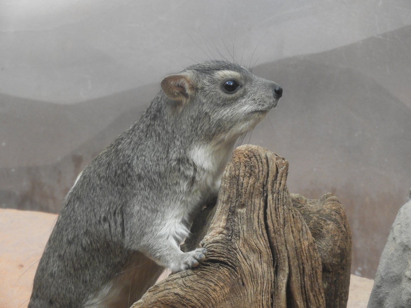 [2019] Yellow-spotted rock hyrax