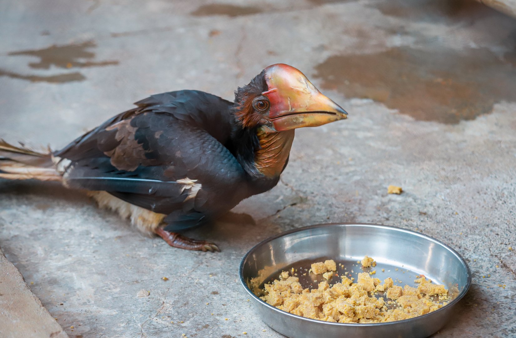 2020-12-27 Wuzhou Zoo Helmeted hornbill