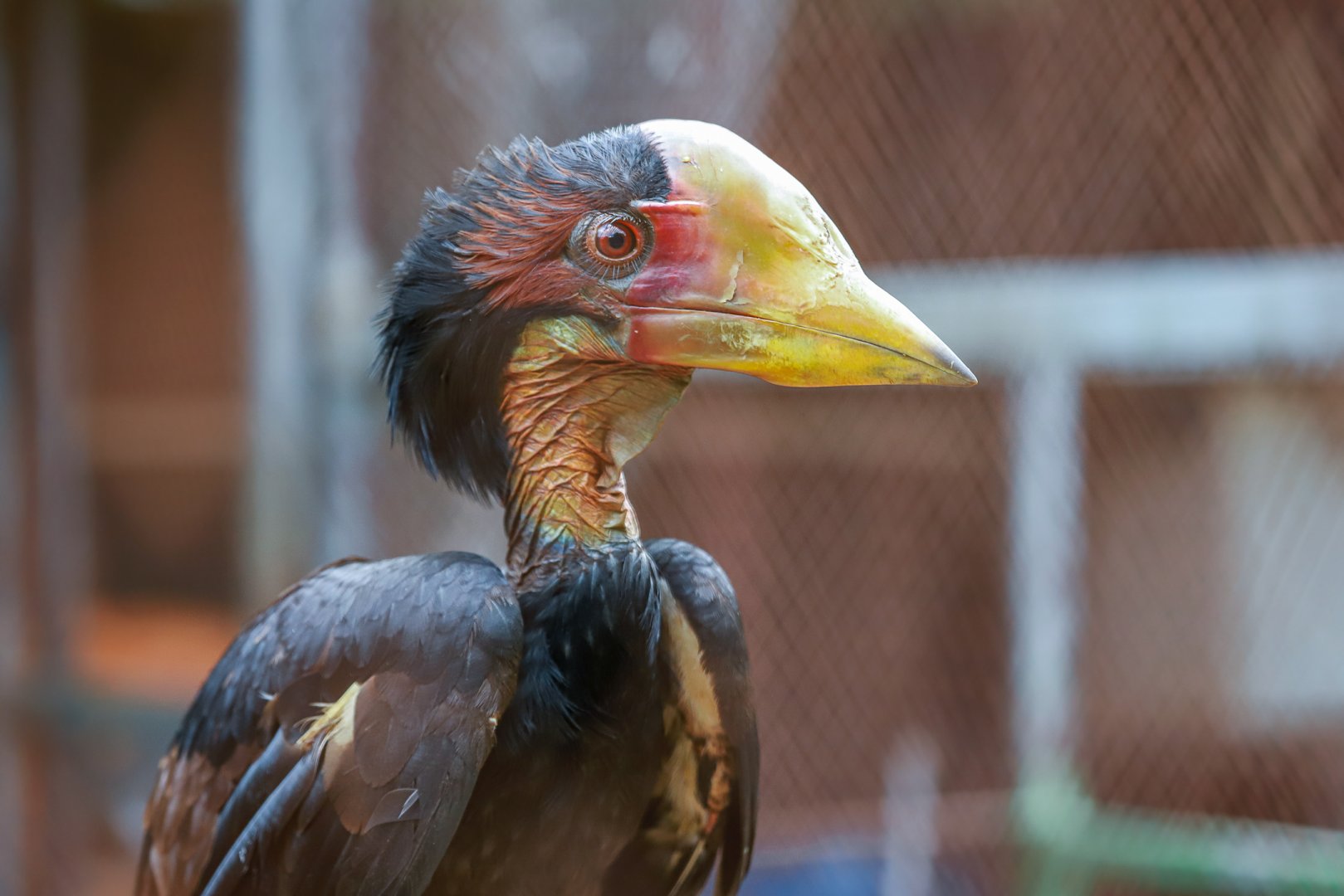 2020-12-27 Wuzhou Zoo Helmeted hornbill