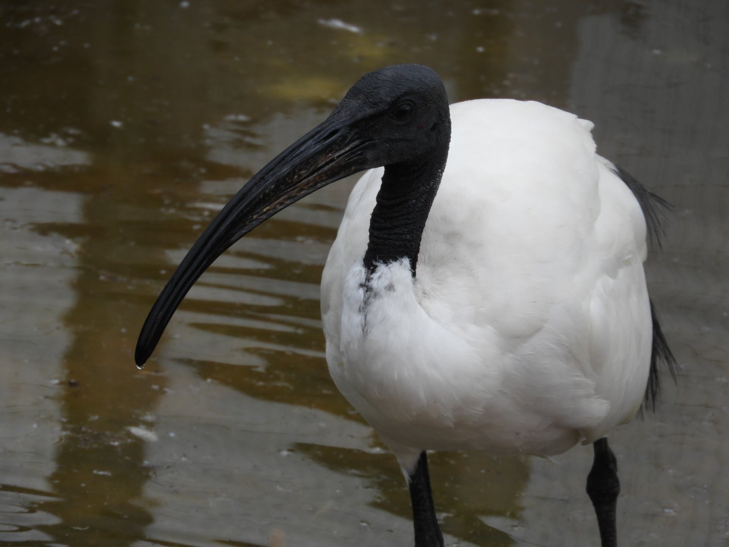 [2020] African sacred ibis