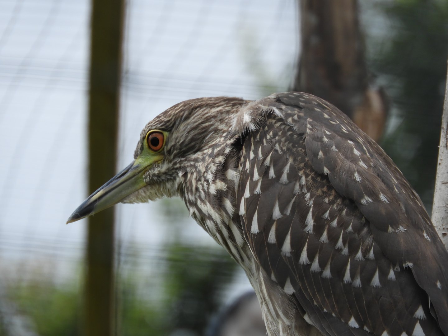 [2020] Black-crowned night heron