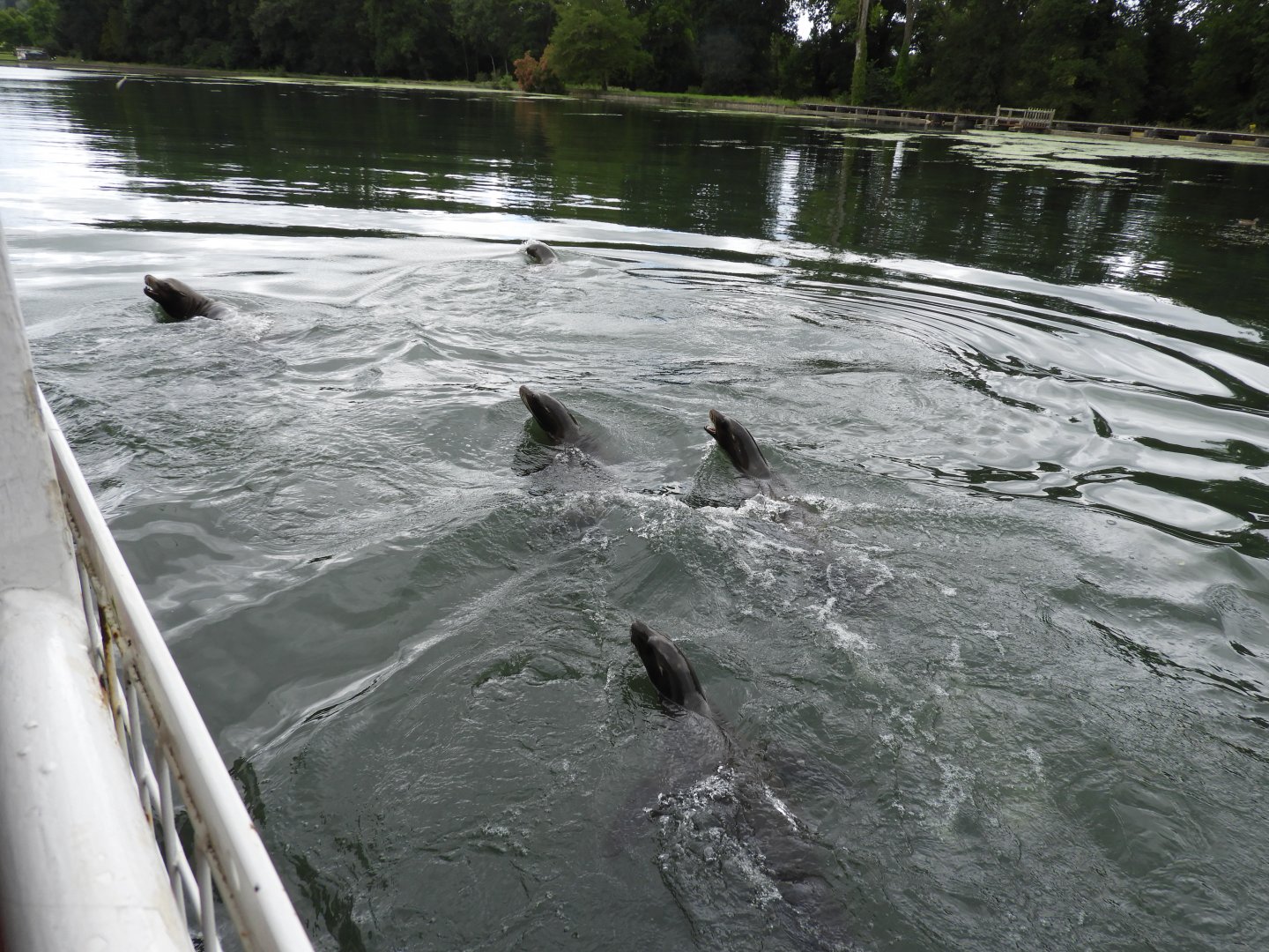 [2020] California sea lions