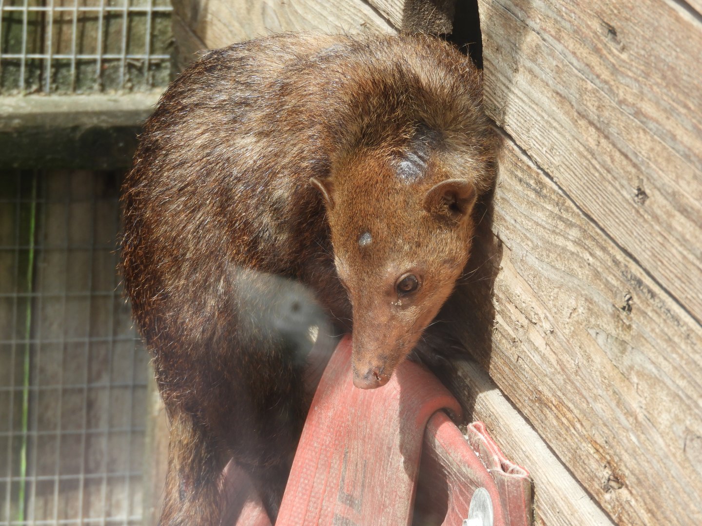 [2020] Common cusimanse