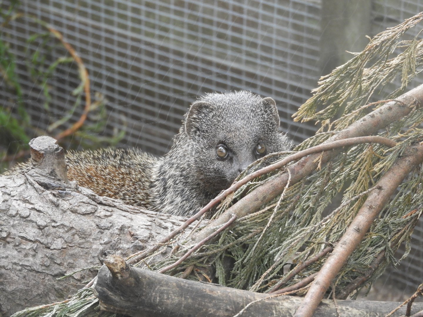 [2020] Egyptian mongoose