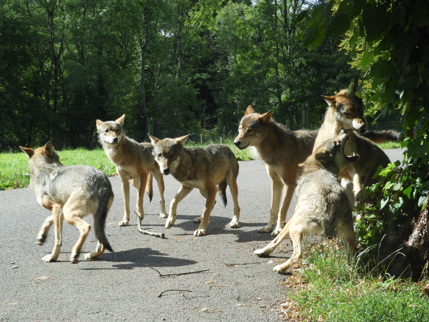 [2020] Eurasian wolves