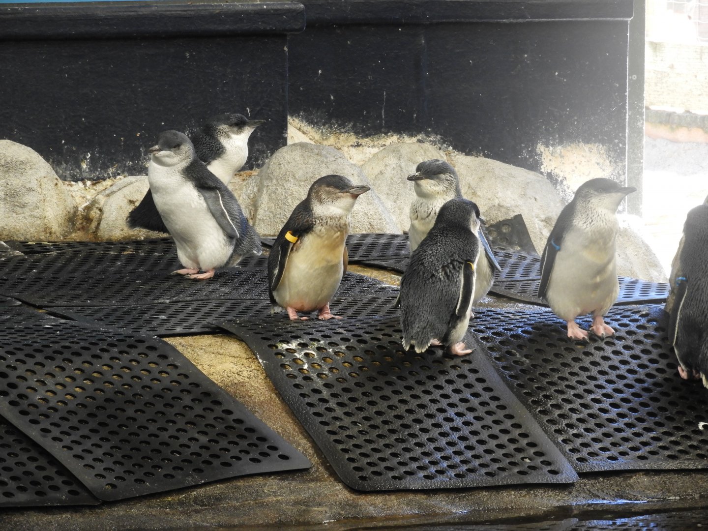 [2020] Little blue penguins