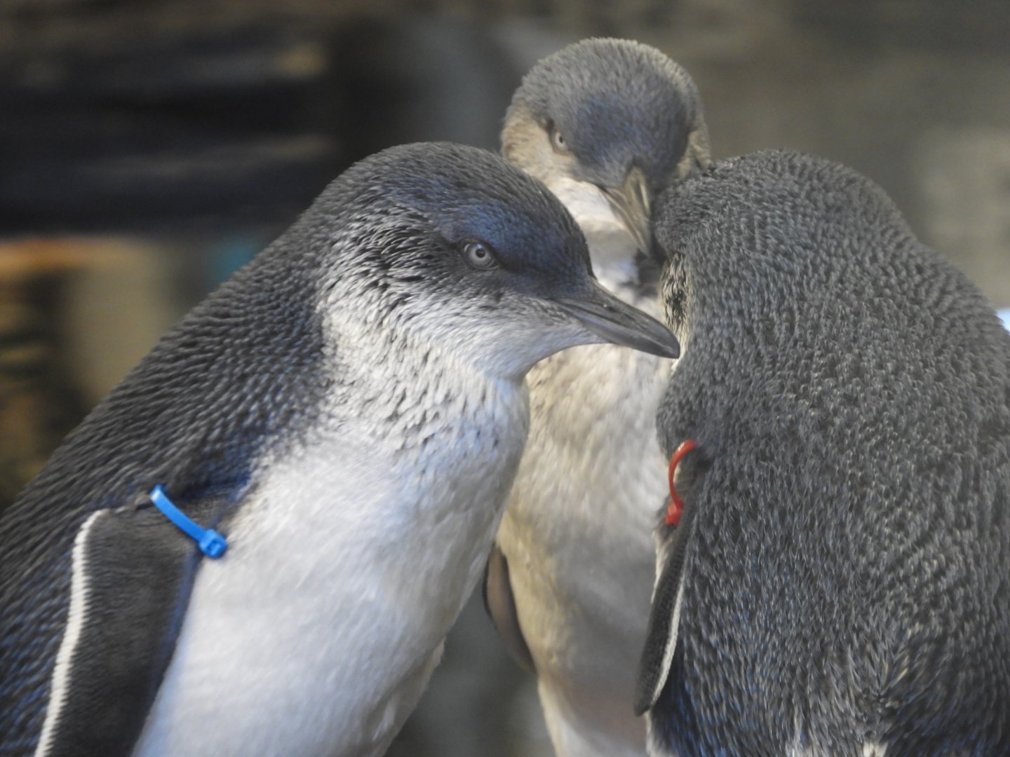 [2020] Little blue penguins