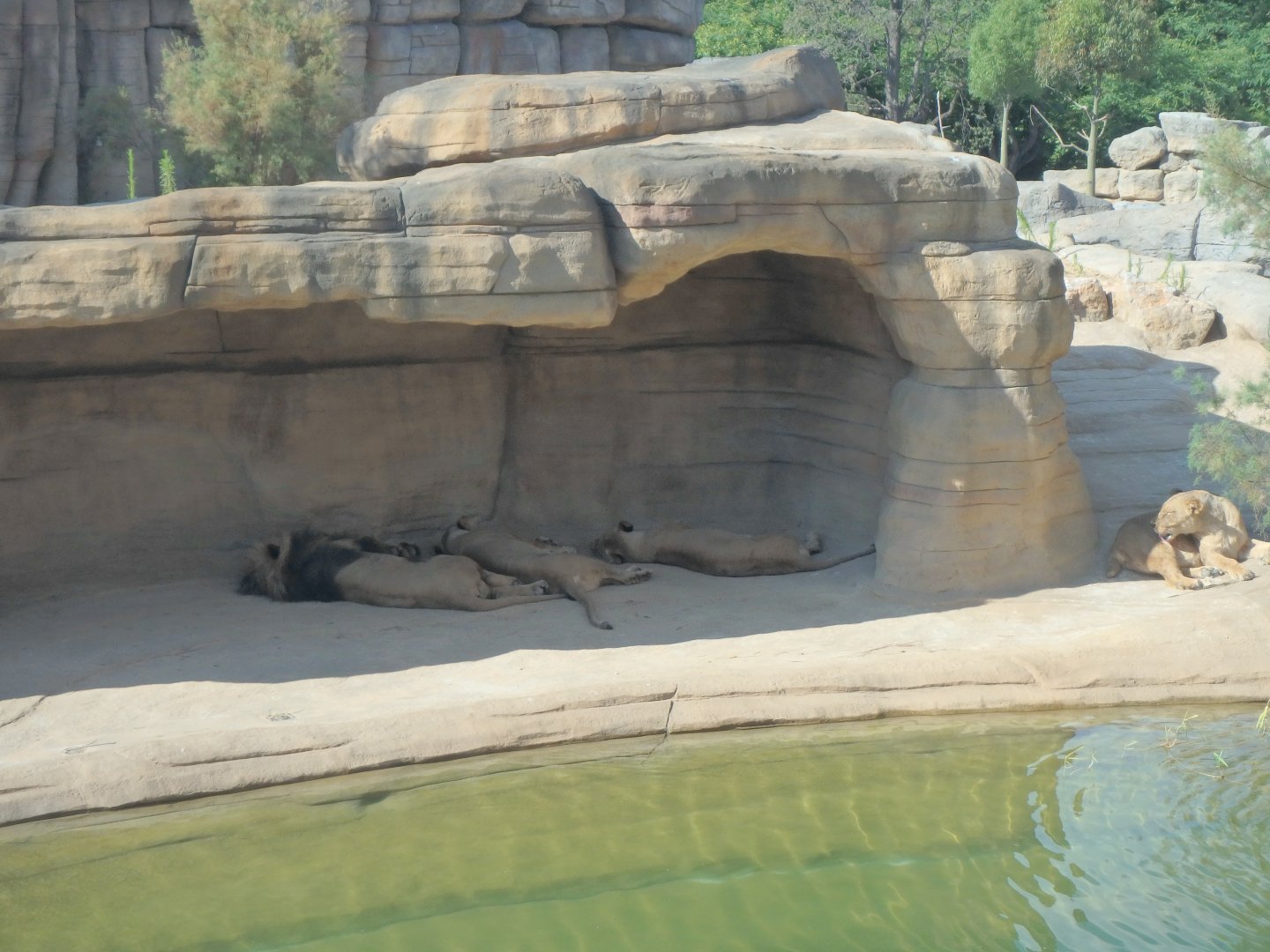 2020: New lion exhibit