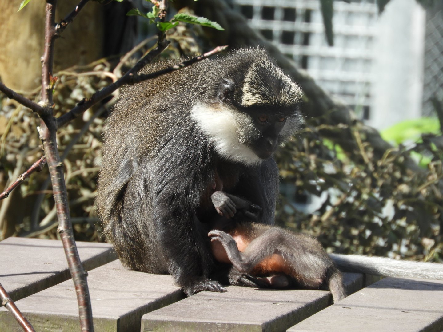 [2020] Red-bellied guenon
