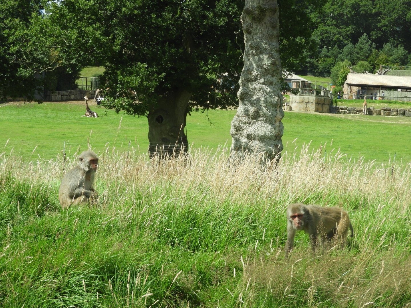 [2020] Rhesus macaques