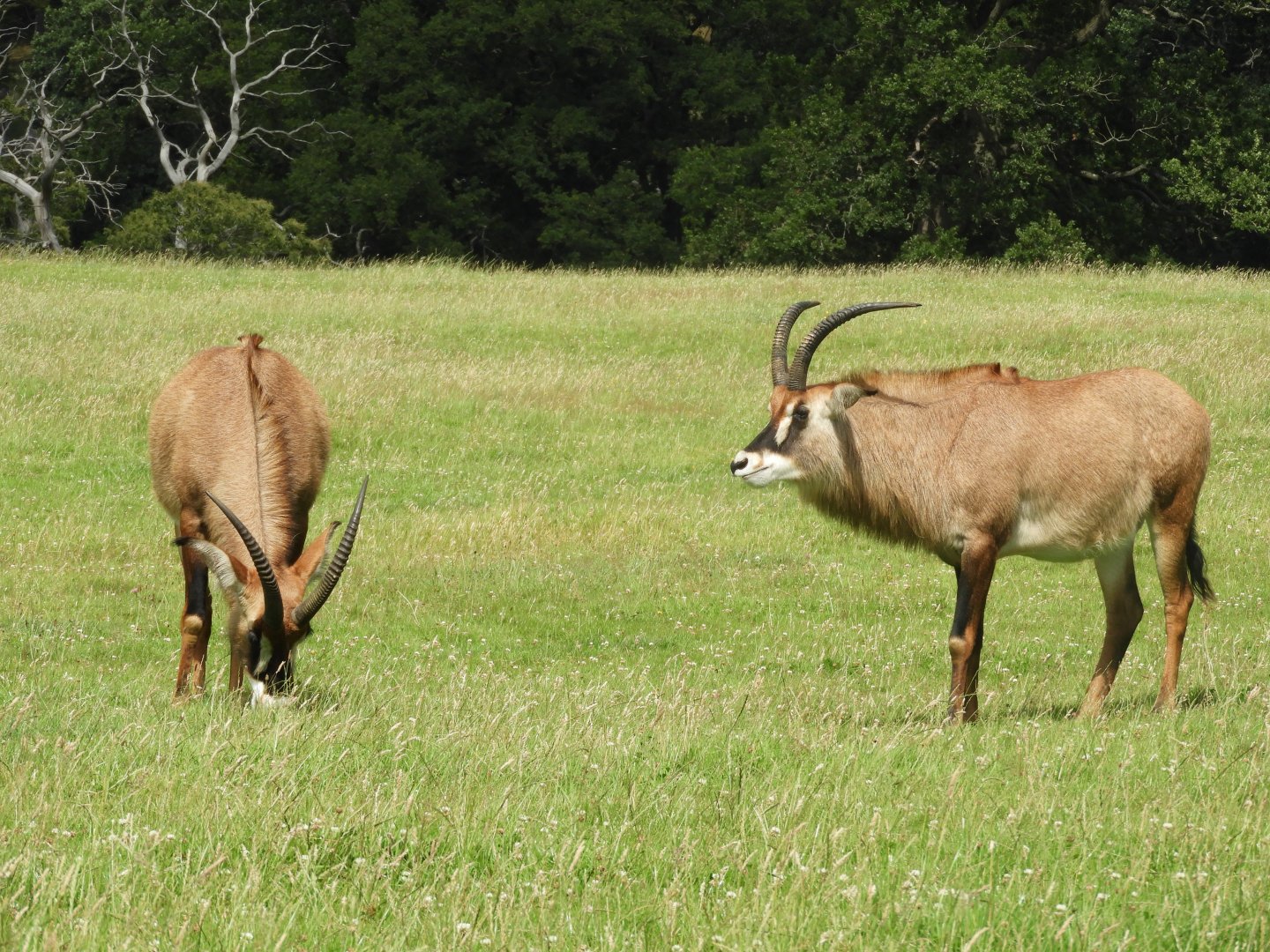 [2020] Roan antelope