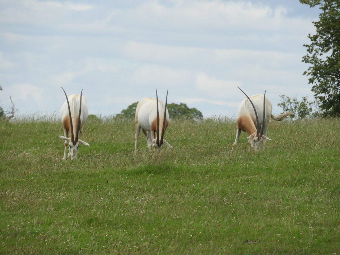 [2020] Scimitar-horned oryx