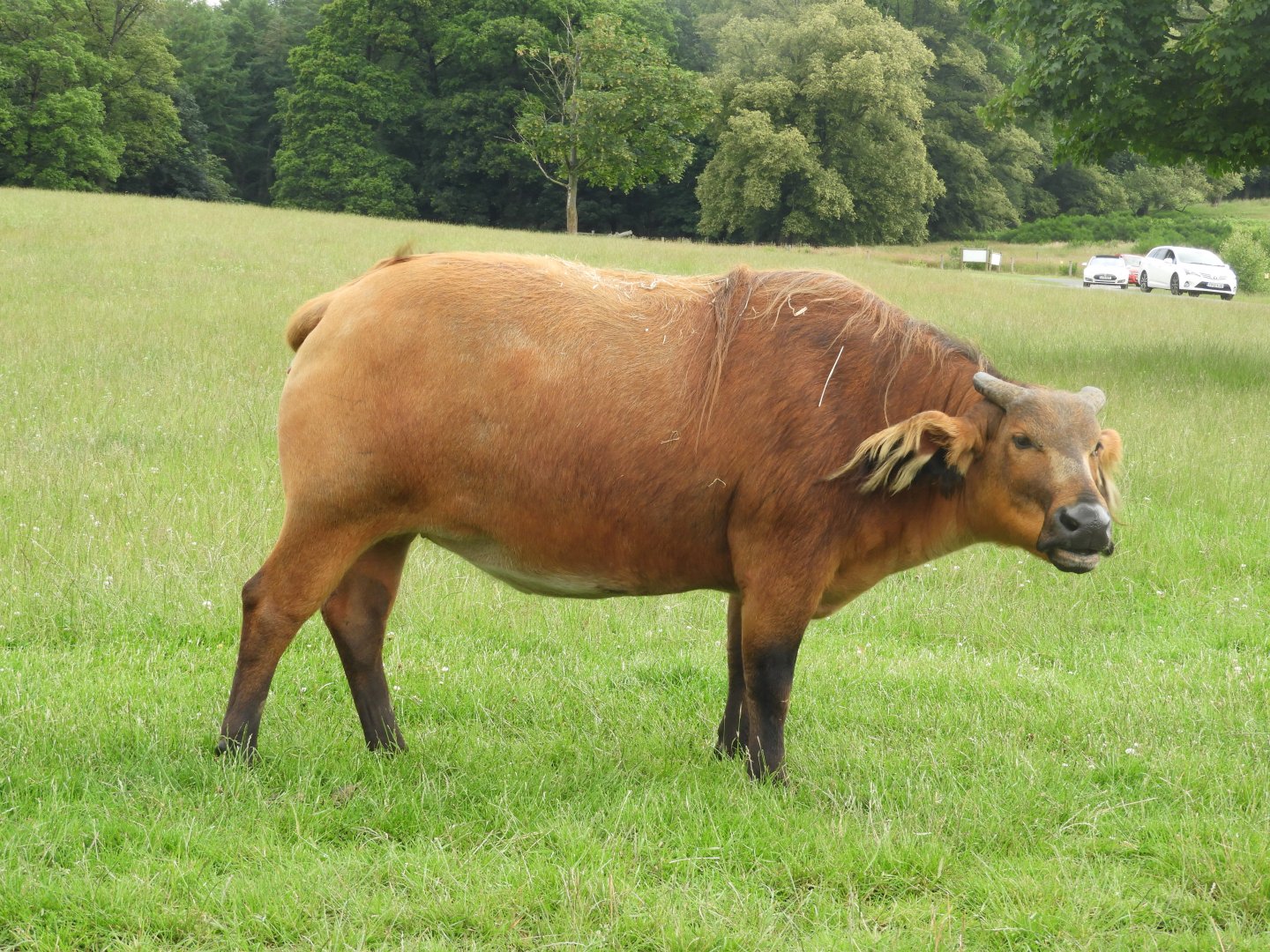 [2021] African forest buffalo