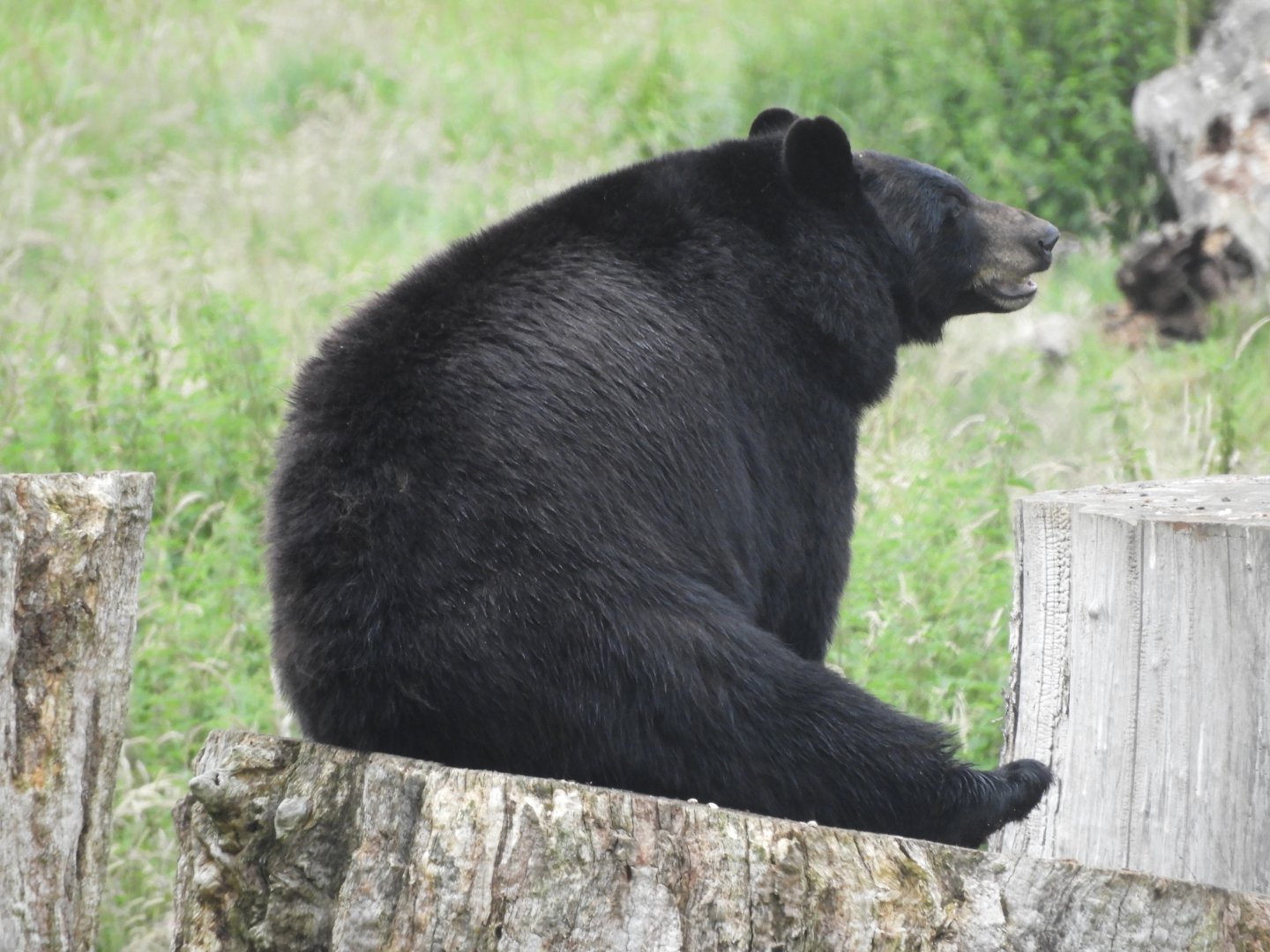 [2021] American black bear