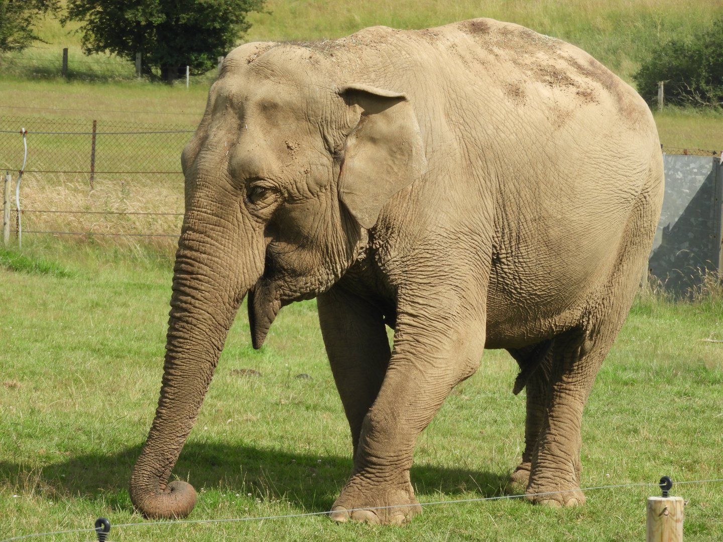 [2021] Asian elephant