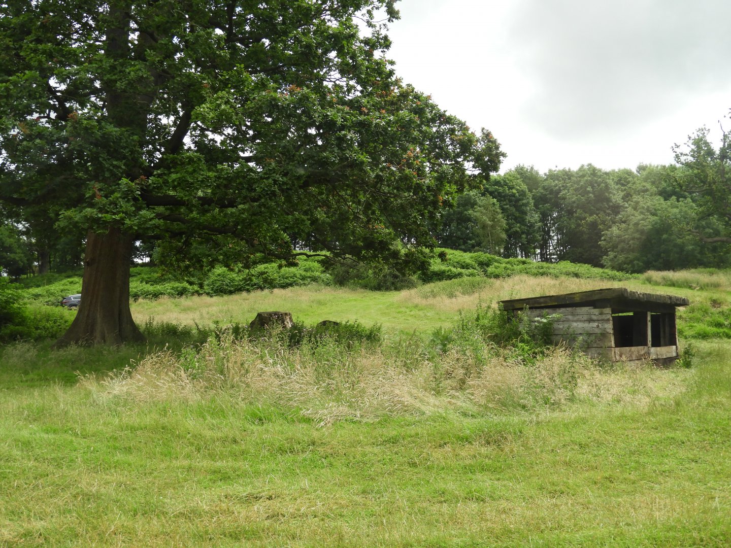 [2021] Black bear and wolf drive-through enclosure