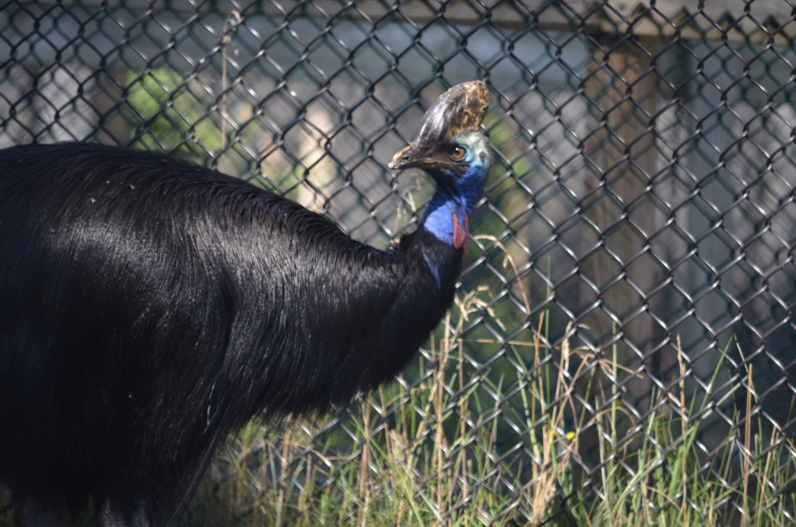 2021 - Cassowary