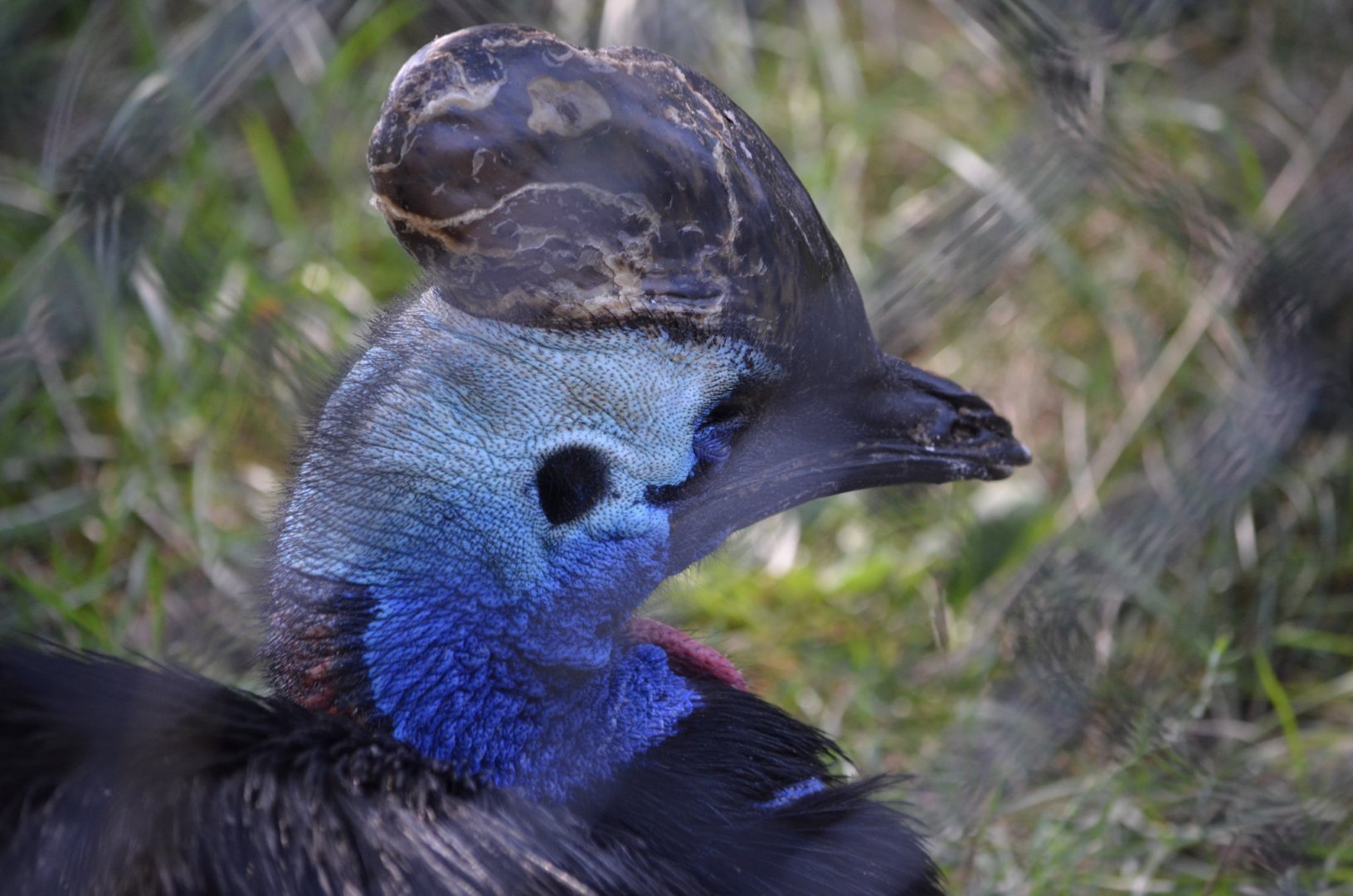 2021 - Cassowary