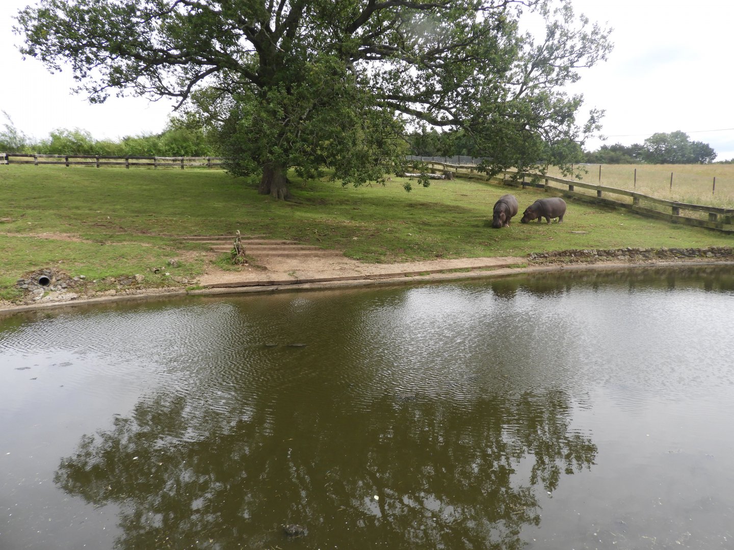 [2021] Common hippo enclosure